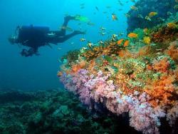 Радужный риф