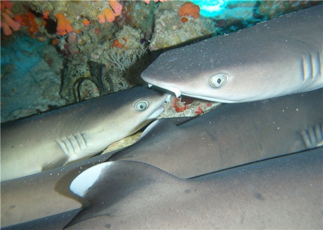 Виды Акул На Мальдивах Фото И Название