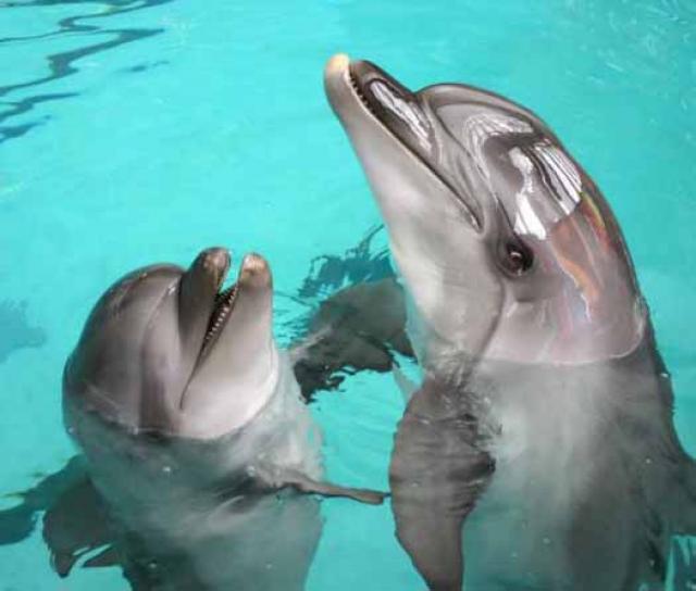 Программа по "Изучению дельфинов"