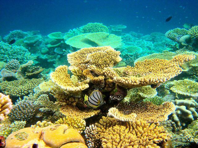 Мальдивские коралловые рифы