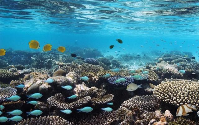 Обитатели коралловых рифов