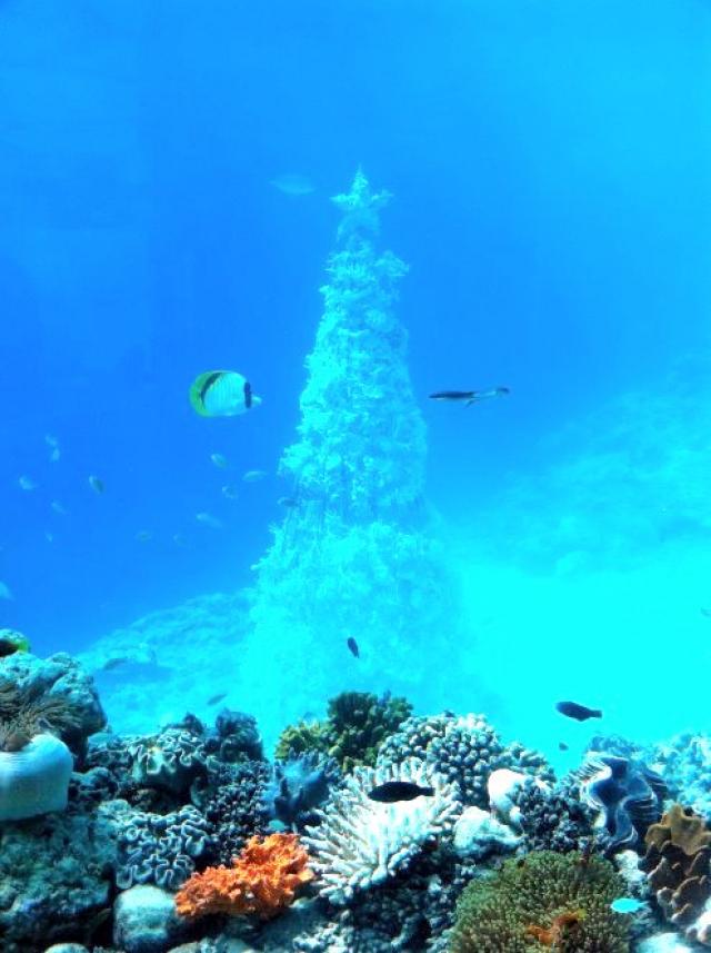 Новогодняя ель из живых кораллов