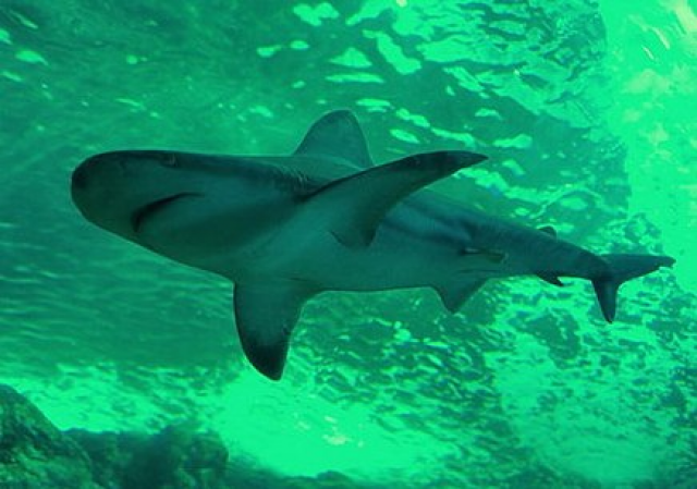 Акулы на Мальдивах