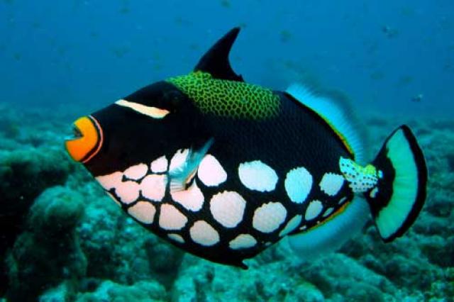 Рыба спинорог- одна из экзотик мальдивского дайвинга
