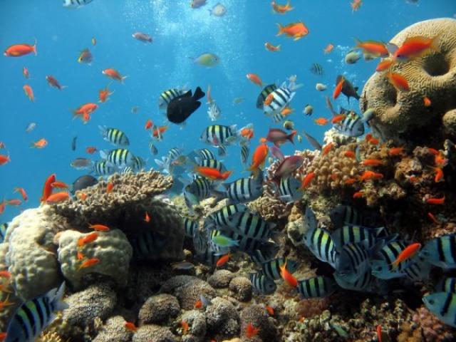 Обитатели коралловых рифов