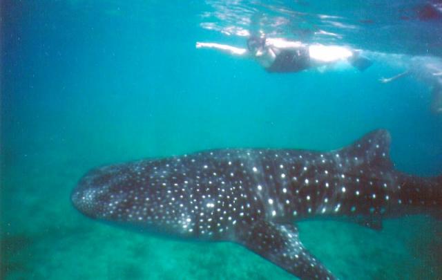 Акулы на Мальдивах