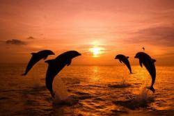 Морская прогулка "Закат и дельфины"