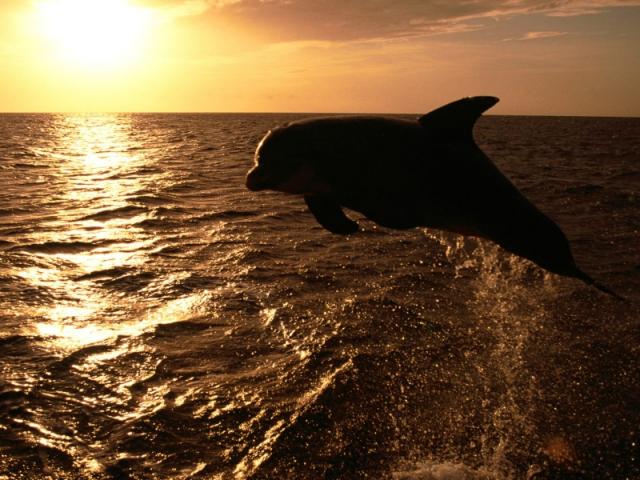 Морская прогулка "Закат и дельфины"