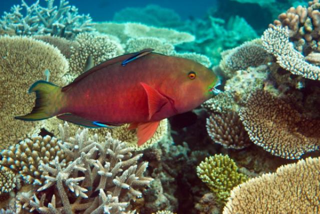 Мальдивские коралловые рифы