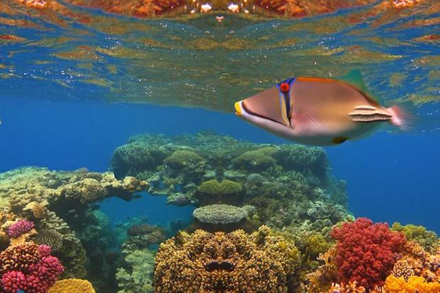 Рыба спинорог- одна из экзотик мальдивского дайвинга